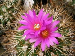 Turbinicarpus horripilus